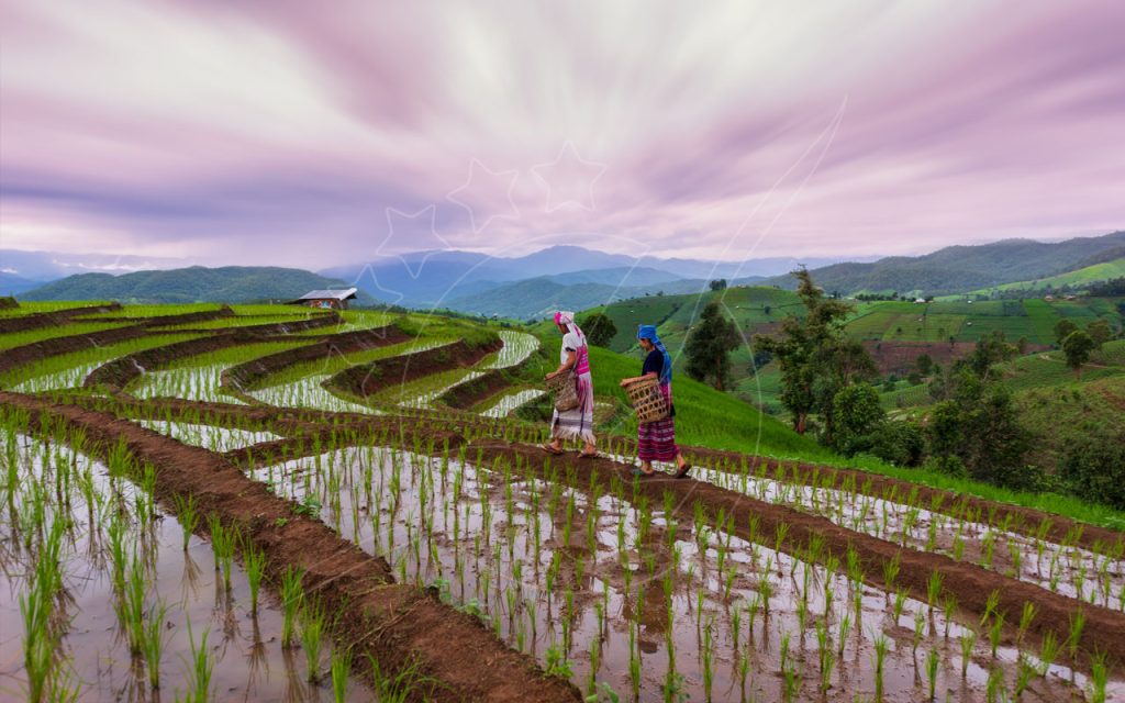 Dois agricultores em traje tradicional de tribo das montanhas transportam cestos de vime num caminho de terra entre terraços de arroz alagados ao anoitecer