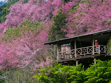 Casa de hóspedes de madeira sobre estacas com varanda numa encosta rodeada de cerejeiras-do-Himalaia em flor rosa