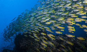 Tao Island Dive Paradise