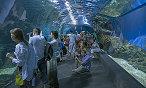 Visitantes a caminhar num túnel curvo de aquário subaquático com peixes e água iluminada pelo sol acima