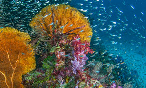 Recife de coral subaquático com gorgónias laranja, coral mole rosa e densos cardumes de peixinhos azuis