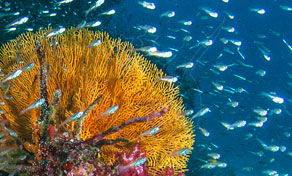 Gorgónia laranja vibrante num recife de coral com um cardume de peixes prateados em água azul
